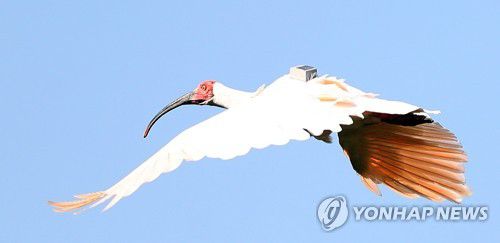 '창녕 따오기' 가을 하늘 날다(창녕=연합뉴스) 김동민 기자 = 14일 오후 경남 창녕군 우포따오기복원센터에서 열린 '제4회 우포 따오기 야생방사' 행사에서 방사된 따오기가 힘차게 가을 하늘을 날고 있다. 2021.10.14 image@yna.co.kr