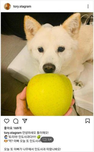 윤석열 전 검찰총장이 SNS에 올려 논란이 된 '개 사과' 사진[윤 전 총장 반려견 SNS '토리스타그램' 캡처. 재판매 및 DB 금지]