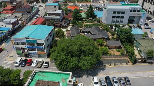 정선 상유재 고택과 뽕나무[문화재청 제공. 재판매 및 DB 금지]