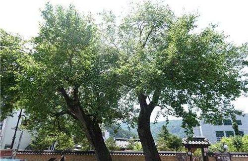 정선 봉양리 뽕나무[강원도 제공. 재판매 및 DB 금지]