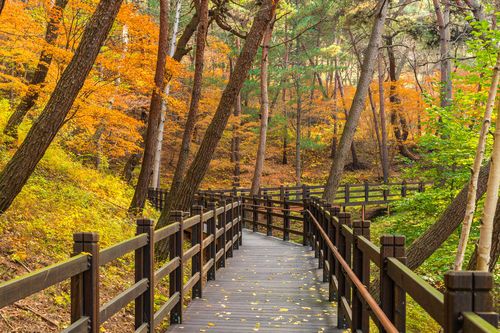 평창 에코힐링로드길[한국관광공사 제공. 재판매 및 DB 금지]