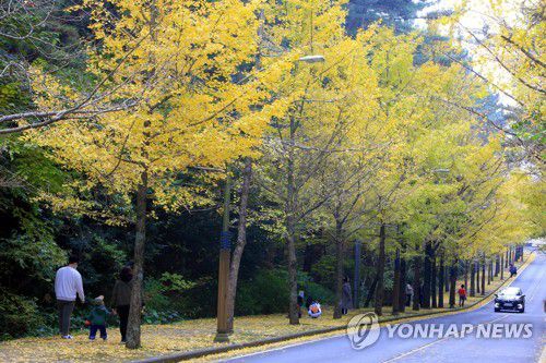 노란 은행나무길 따라서(제주=연합뉴스) 전지혜 기자 = 21일 제주시 아라동 제주대 교수아파트 입구 은행나무길에서 나들이객들이 산책을 즐기고 있다. 2021.11.21 atoz@yna.co.kr