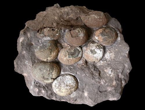 공룡알 둥지 화석[문화재청 제공. 재판매 및 DB 금지]