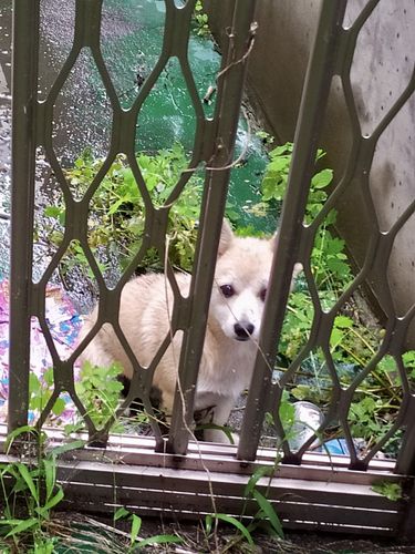 발견 당시 '레오'[신현확씨 제공·재판매 및 DB 금지]