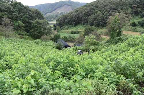 뽕나무 밭[문화재청 제공. 재판매 및 DB금지]