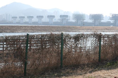 낙동강 하구[촬영 박성제]