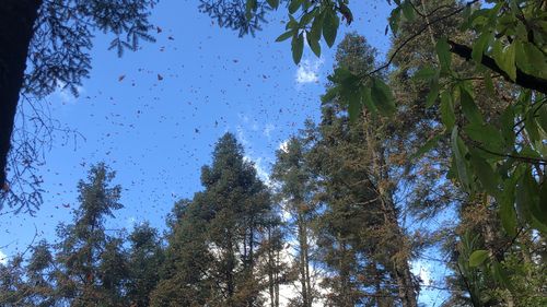 멕시코 숲에서 겨울 나는 제왕나비 떼 (바예데브라보[멕시코]=연합뉴스) 고미혜 특파원 = 지난 1일(현지시간) 멕시코 바예데브라보의 제왕나비 보호구역에서 나비 떼가 하늘을 날고 있다. 2022.2.6. mihye@yna.co.kr