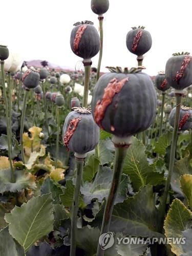 아프간 헬만드주의 양귀비밭.[EPA 연합뉴스 자료사진. 재판매 및 DB 금지]