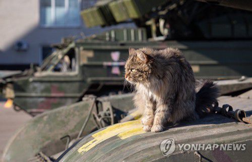 러시아군이 루한스크(루간스크)인민공화국에 건넨 무기 위 고양이[타스=연합뉴스 자료사진. 재판매 및 DB 금지]