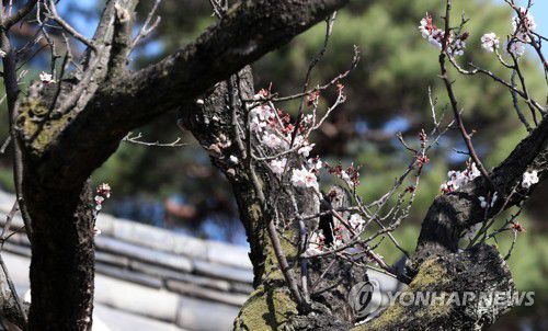 사실상 고사 판정…율곡매 연분홍 꽃 '활짝'(강릉=연합뉴스) 유형재 기자 = 수령 600년이 넘는 천연기념물 강릉 오죽헌 율곡매가 사실상 고사 판정을 받았음에도 꽃을 활짝 피우며 끈질긴 생명력을 이어가고 있다. 2022.3.29 yoo21@yna.co.kr
