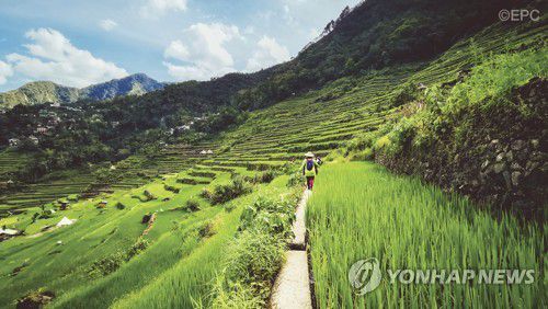 필리핀 바나우에 계단식논필리핀 루손섬 북쪽에 위치한 바나우에 계단식논. 유네스코 지정 세계문화유산이다. 원주민 이푸가오족이 만들었다고 전해진다. [필리핀관광청 제공]