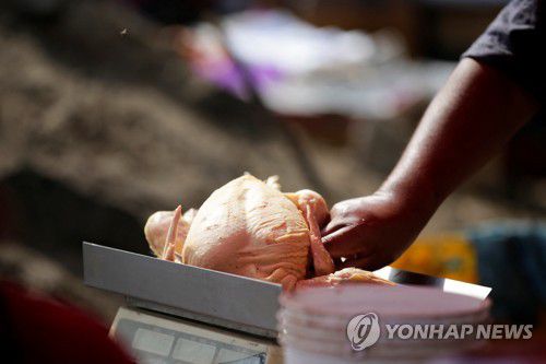 닭고기 무게를 재고 있는 페루 리마 시장의 상인[로이터 연합뉴스 자료사진. 재판매 및 DB 금지]
