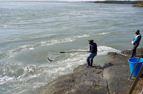 뜰채 숭어잡이[해남군 제공·재판매 및 DB 금지]
