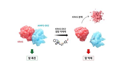 연세대 김성훈 교수 등이 연구한 KRAS 암 억제 기전 그래픽[연세대학교 제공. 재판매 및 DB 금지]