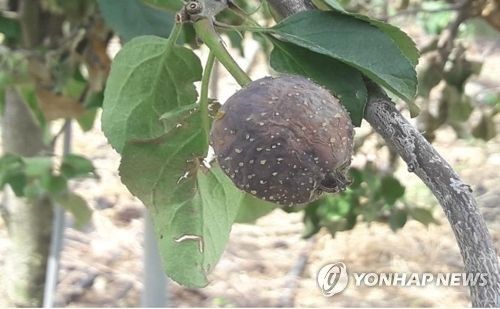 과수화상병 증상[강원도농업기술원 제공. 재판매 및 DB 금지]