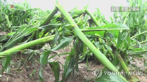 우박피해 입은 북한 옥수수밭(서울=연합뉴스) 장마가 시작된 북한에 연일 폭우와 집중호우가 쏟아지고 있다. 28일 조선중앙TV는 어젯밤부터 오늘 새벽까지 평양시를 비롯한 북한 각지에서 폭우를 동반한 많은 비가 내렸다고 보도했다. 사진은 폭우와 우박피해를 입은 평원군의 옥수수밭 모습.[조선중앙TV 화면] 2022.6.28      [국내에서만 사용가능. 재배포 금지. For Use Only in the Republic of Korea. No Redistribution] nkphoto@yna.co.kr