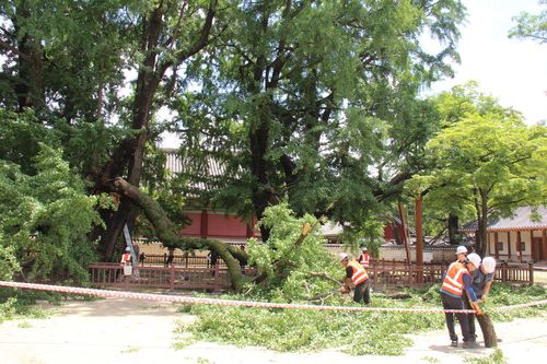현장 모습 [성균관 제공. 재판매 및 DB 금지]