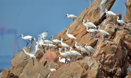 서천 유부도 인근 거문여의 저어새[서천군 지속가능발전협의회 제공. 재판매 및 DB 금지]