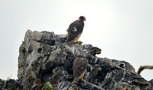 노루섬 매[서천군 지속가능발전협의회 제공. 재판매 및 DB 금지]
