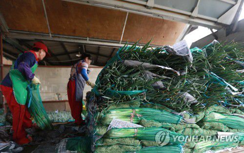 '물가 상승 어쩌나'(대구=연합뉴스) 박세진 기자 = 2일 대구 북구 매천동 농산물도매시장에서 작업자들이 대파 하역 작업을 하고 있다. 이날 발표된 통계청 자료에 따르면 올해 7월 소비자물가지수는 작년 같은 달보다 6.3% 올라 외환위기 이후 최고 상승률을 기록했다. 2022.8.2 psjpsj@yna.co.kr