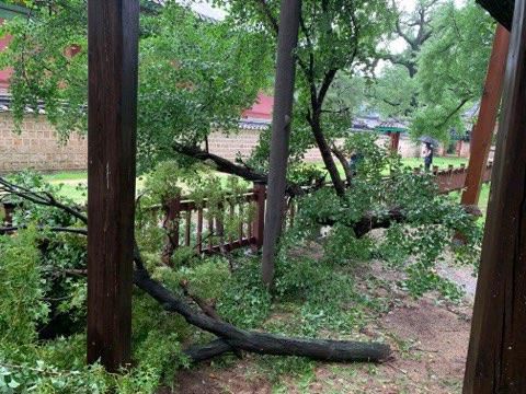 가지가 부러진 나무 모습 앞쪽은 단풍나무, 뒷쪽은 은행나무 [문화재청 제공. 재판매 및 DB 금지]