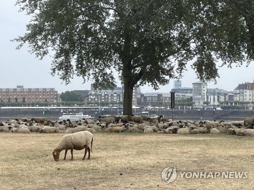 라인강가의 양떼(뒤셀도르프[독일]=연합뉴스) 이율 특파원 = 라인강 수위저하로 아래까지 드러난 강둑에서 17일 양들이 풀을 뜯어 먹고 있다. 2022.8.21 yulsid@yna.co.kr