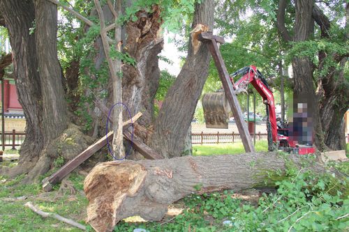 '수령 400년' 성균관 문묘 천연기념물 은행나무 또 훼손(서울=연합뉴스) 천연기념물로 지정된 서울 성균관 문묘(文廟) 내 수령 400년짜리 은행나무가 작업 중에 또다시 훼손됐다. 이전 사고로 부러진 나뭇가지를 굴착기를 이용해 제거하는 과정에서 주변 가지가 손상됐다. 파란색 원으로 표시한 부분이 훼손된 부분이다. 2022.8.27 [성균관 제공. 재배포 및 DB금지] (끝)