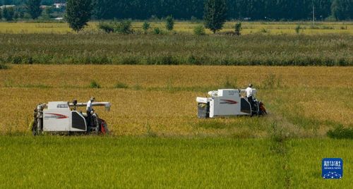 허베이 농민들의 벼 수확 모습[신화사 캡처. 재판매 및 DB 금지]
