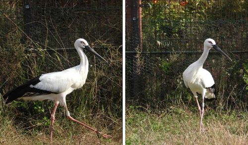 만수와 천수서산 단계적 방사장으로 가는 수컷 만수(왼쪽)와 암컷 천수(오른쪽) [문화재청 제공. 재판매 및 DB 금지]