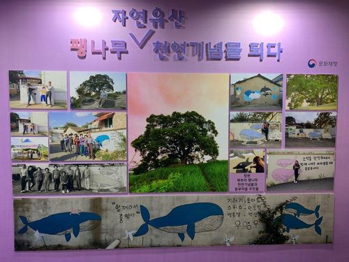 팽나무, 천연기념물 되다     (서울=연합뉴스) 김예나 기자 = 30일 경기 부천시에서 열린 '2022 부천국제만화축제' 행사장 내 문화재청 홍보·전시관에 창원 북부리 팽나무와 주민들의 사진이 전시돼 있다. 2022.9.30      yes@yna.co.kr