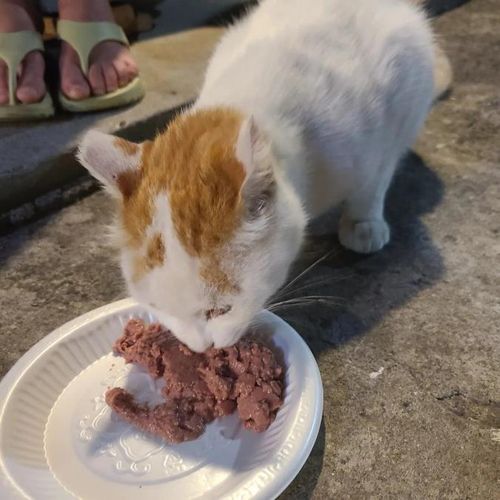 밥 먹는 길고양이[촬영 오보람]