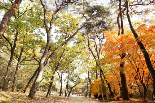 경기 여주 영릉 산책로 전경[문화재청 제공. 재판매 및 DB 금지]