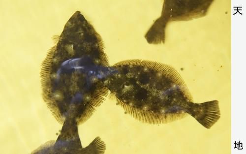 후쿠시마 오염수에서 자라는 광어[교도=연합뉴스 자료사진]