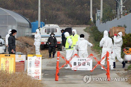 철원 양돈농가서 ASF 발생…농장 출입 통제(철원=연합뉴스) 양지웅 기자 = 10일 강원 철원군의 한 양돈농가에서 아프리카돼지열병(ASF)이 발생해 방역 당국 관계자가 입구를 통제하고 있다. 2022.11.10 yangdoo@yna.co.kr