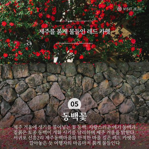 놓치지 말아야 할 겨울 제주관광 10선[제주관광공사 제공, 재판매 및 DB 금지]