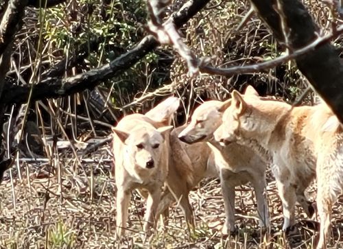 혁신도시서 발견된 들개[대구 동부경찰서 제공. 재판매 및 DB금지]