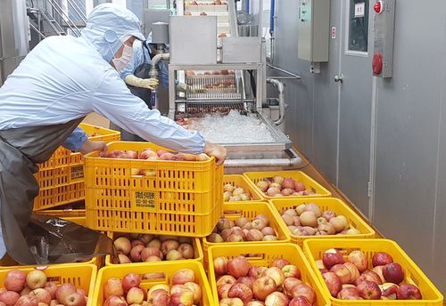 정선군 농산물종합가공센터[정선군 제공.재판매 및 DB 금지]