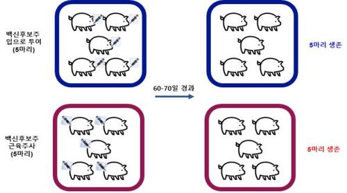 아프리카돼지열병 미끼백신 안전성 실험 결과[국립야생동물질병관리원 제공. 재판매 및 DB 금지]