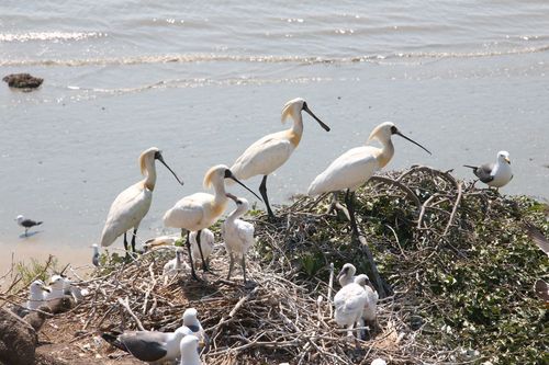 전남 영광 칠산도에서 번식 중인 저어새[국립문화재연구원 제공. 재판매 및 DB 금지]