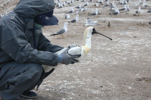 위치추적기를 부착한 저어새 모습 [국립문화재연구원 제공. 재판매 및 DB 금지]