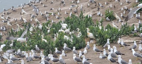 전남 영광 칠산도 내 번식지 전경[국립문화재연구원 제공. 재판매 및 DB 금지]
