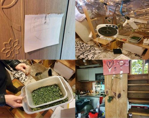 검거된 피의자가 자녀와 함께 사는 집에서 재배한 대마초[서울중앙지검 제공. 재판매 및 DB 금지]