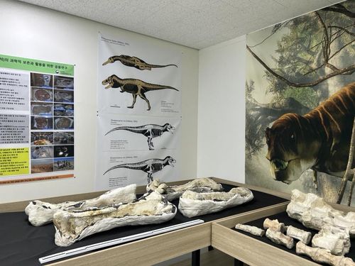 '타르보사우루스 바타르'를 아시나요    (대전=연합뉴스) 김예나 기자 = 지난 2일 찾은 대전 국립문화재연구원 천연기념물센터 연구동 건물 2층 임시 공간에 있는 대형 육식공룡 '타르보사우루스 바타르'의 뼈 모습. 몸의 일부분만 하더라도 크기가 거대한 것을 알 수 있다. 2023.1.29     yes@yna.co.kr