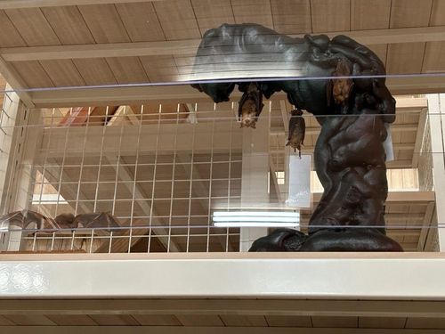 천연기념물 '황금박쥐'    (대전=연합뉴스) 김예나 기자 = 지난 2일 찾은 대전 국립문화재연구원 천연기념물센터 수장고 내부 모습. 흔히 '황금박쥐'로 잘 알려진 천연기념물 붉은박쥐(오렌지윗수염박쥐) 표본을 볼 수 있다. 2023.1.29      yes@yna.co.kr