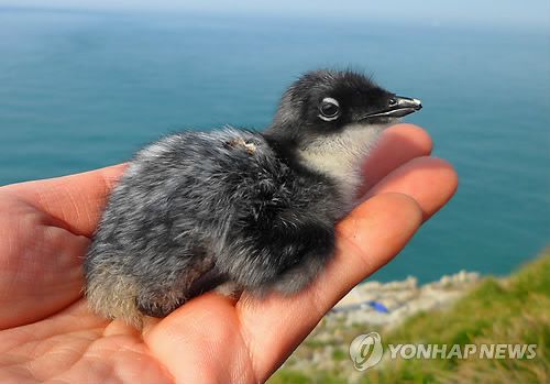 새끼 뿔쇠오리[국립공원관리공단 제공. 재판매 및 DB 금지]