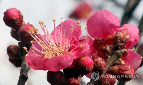 봄소식 전하는 매화(부산=연합뉴스) 강덕철 기자 = 봄의 시작을 알리는 절기인 입춘을 하루 앞둔 3일 오후 부산 동래읍성 광장에 매화가 활짝 피어 있다. 2023.2.3 kangdcc@yna.co.kr