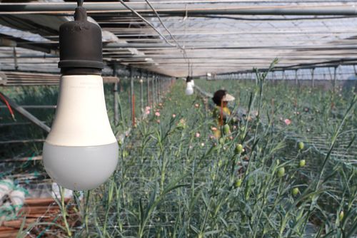 화훼농가 전기세 급증에 부담[촬영 박성제]