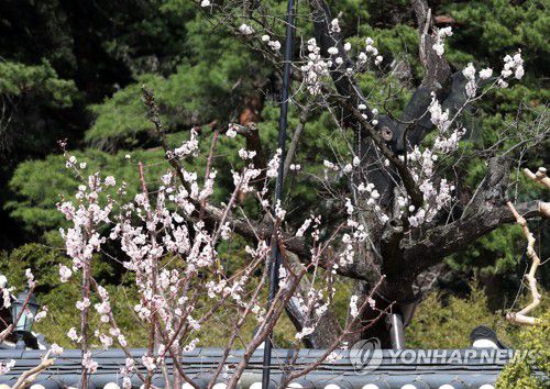 꽃 활짝 핀 율곡매와 후계목(강릉=연합뉴스) 유형재 기자 = 14일 강원 강릉시 오죽헌 경내에서 천연기념물인 율곡매(뒤)와 후계목(앞)이 꽃을 활짝 피워 눈길을 끌고 있다. 2023.3.14 yoo21@yna.co.kr
