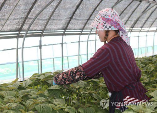 깻잎 따는 이주 노동자[연합뉴스 자료사진]