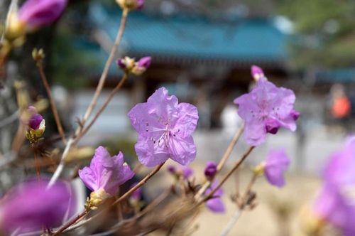 청와대 관저에 핀 진달래[문화재청 제공. 재판매 및 DB 금지]